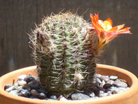 Rebutia nigricans