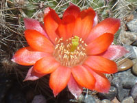 Rebutia nigricans