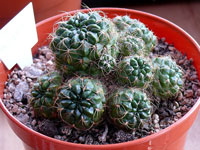 Rebutia oligacantha