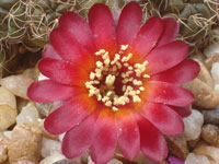 Rebutia oligacantha