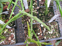 Rhipsalis pacheco-leonis