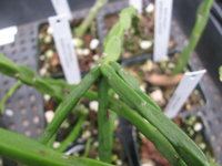 Rhipsalis pacheco-leonis