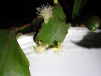 Rhipsalis pachyptera