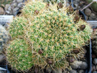 Rebutia padcayensis