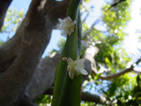 Rhipsalis paradoxa