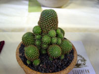 Rebutia perplexa