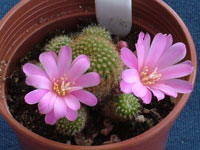 Rebutia perplexa