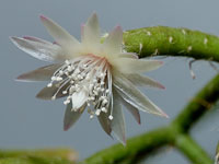 Rhipsalis pilocarpa