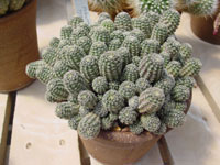 Rebutia pygmaea