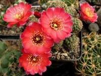 Rebutia pygmaea