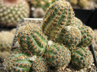 Rebutia pygmaea