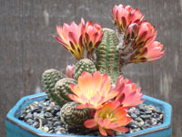 Rebutia pygmaea