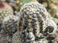 Rebutia pygmaea