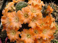 Rebutia pygmaea