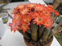 Rebutia pygmaea