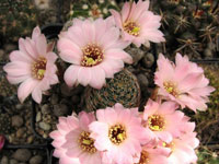 Rebutia pygmaea