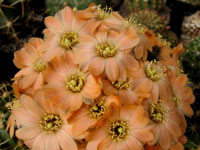 Rebutia pygmaea