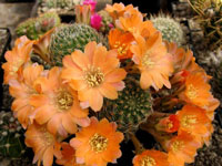 Rebutia pygmaea