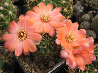 Rebutia pygmaea