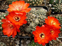 Rebutia pygmaea