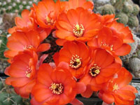 Rebutia pygmaea