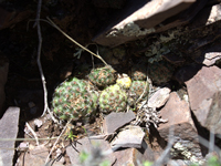 Rebutia pygmaea