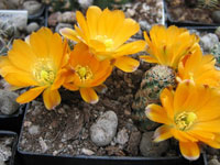 Rebutia pygmaea