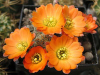 Rebutia pygmaea