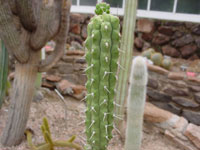 Rauhocereus riosaniensis