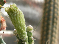 Rauhocereus riosaniensis