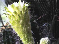 Rauhocereus riosaniensis