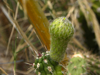 Rauhocereus riosaniensis