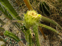 Rauhocereus riosaniensis