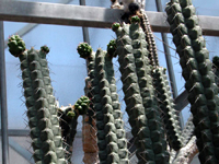 Rauhocereus riosaniensis