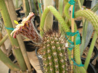 Rauhocereus riosaniensis