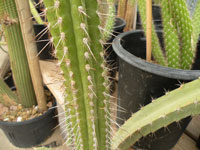 Rauhocereus riosaniensis