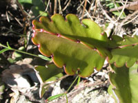 Rhipsalis russellii