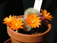 Rebutia spinosissima