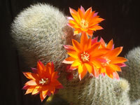 Rebutia spinosissima