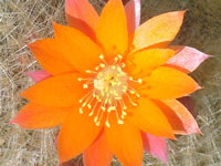 Rebutia spinosissima