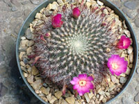 Rebutia steinbachii