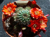 Rebutia tarijensis