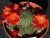 Rebutia tarijensis