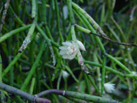 Rhipsalis neves-armondii