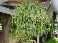 Rhipsalis teres