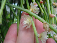 Rhipsalis teres