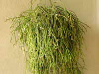 Rhipsalis teres