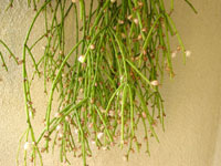 Rhipsalis teres