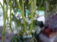 Rhipsalis teres