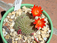 Rebutia xanthocarpa